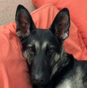 Meet your Posher, Margaret